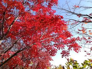 红叶带土最新爆料,揭秘娱乐圈惊天大事件！